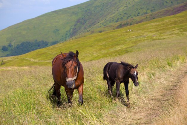 Cavallo