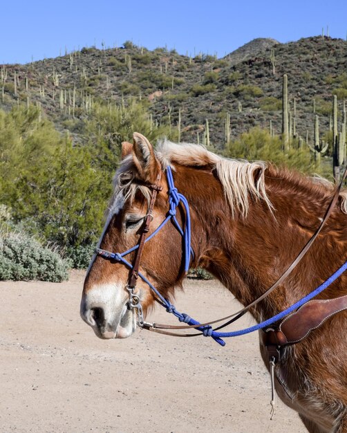 Foto a cavallo nel deserto