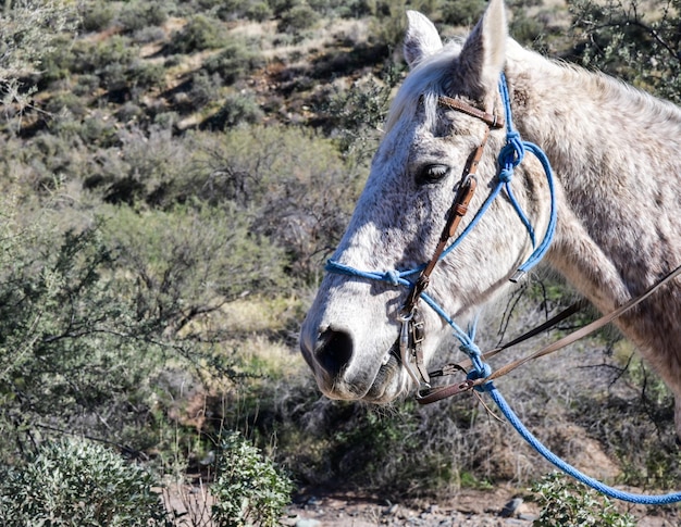 Foto a cavallo nel deserto