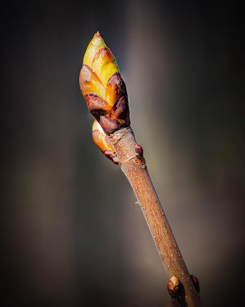 A HorseChestnut Sprout