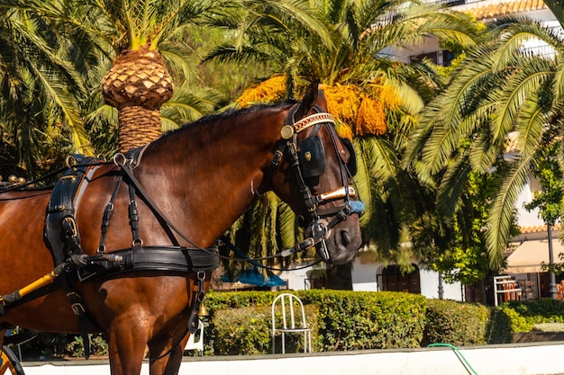 Carrozze trainate da cavalli nel comune di mijas a malaga andalusia