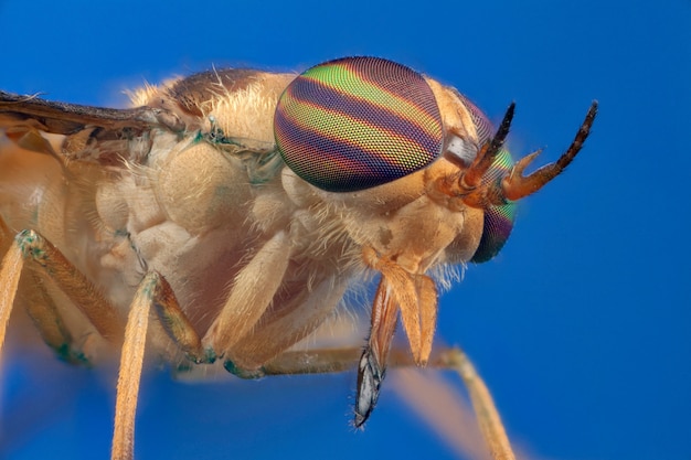 Photo horsefly. macrophotography