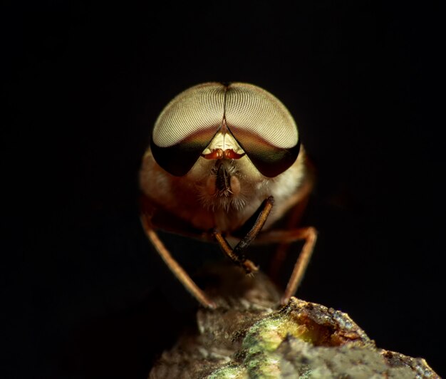 Foto tafano, tabanidae super macro.