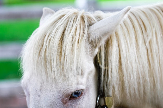 Конский волос крупным планом красивой белой лошади с голубыми глазами