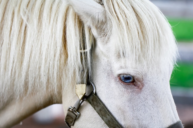 写真 馬の毛は青い目を持つ美しい白い馬のクローズアップ