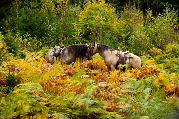 Horses amidst plants on field