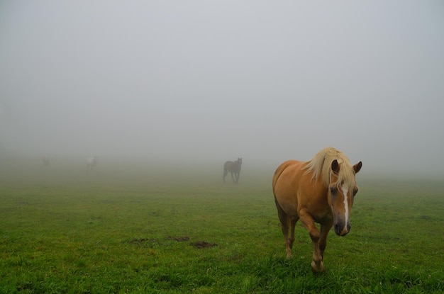 Horses appear in a fog