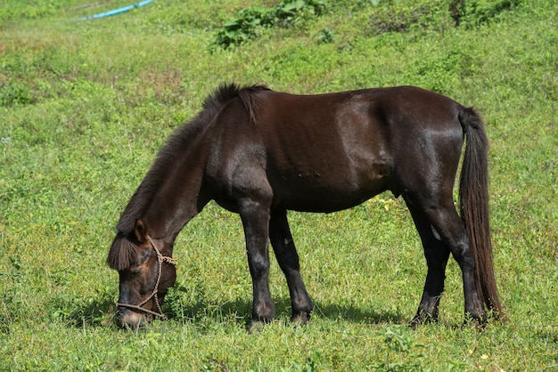 馬は草を食べている