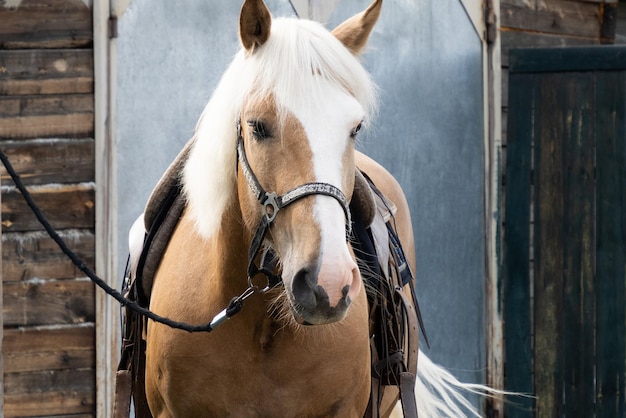 Horses are standing in the village in the fresh air