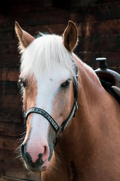 Horses are standing in the village in the fresh air