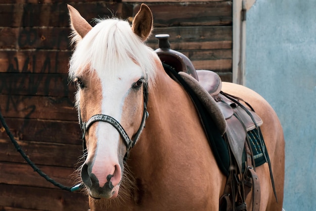 Horses are standing in the village in the fresh air