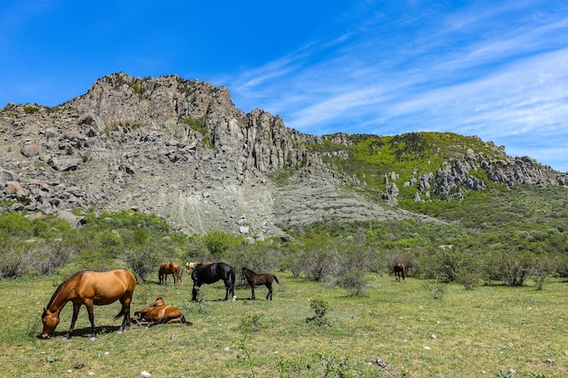 Horses on the background of ancient limestone high rounded mountains in an air haze. The Valley of Ghosts. Demerdzhi. May 2021. Crimea.