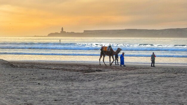 Horses on beach