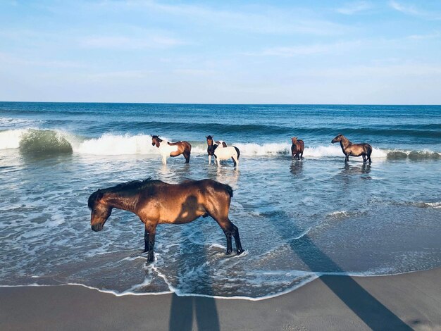 Foto cavalli sulla spiaggia