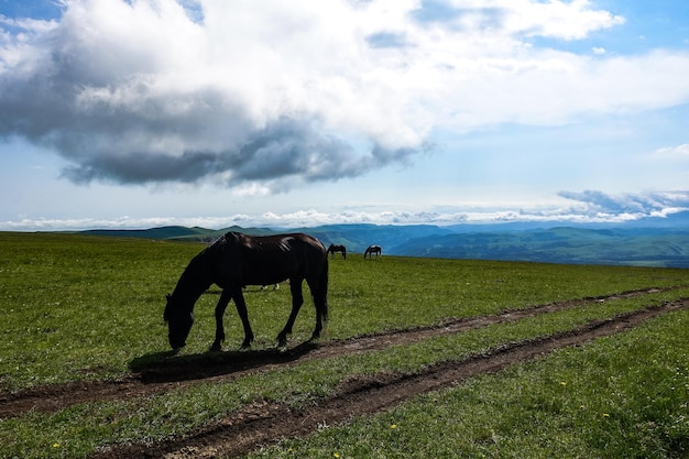 Лошади на плато Бермамыт в Карачаево-Черкесской Республике Россия