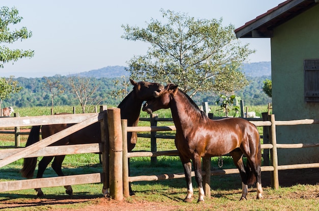 Horses of the breed in farm