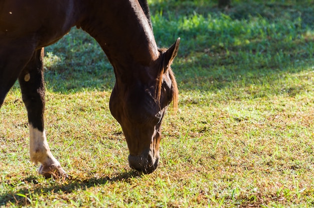 Horses of the breed in farm