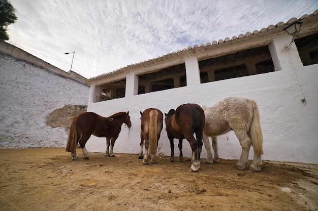 horses for bullfight