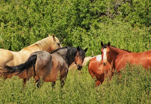 Photo horses by plants and trees in forest