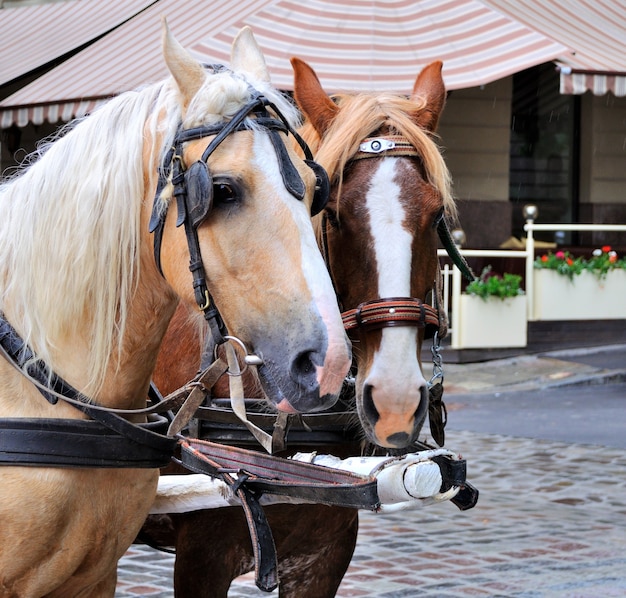 Horses in carriage