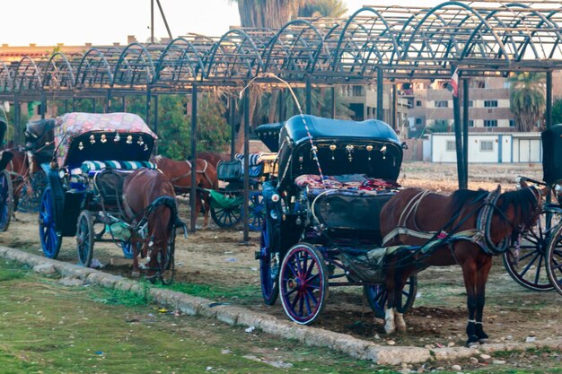 Horses and carriages  waiting for customers near Luxor temple in Luxor, Egypt