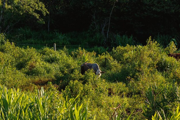 Horses and cows grazing in green farm forest at sunset golden hour Big animals eating in field