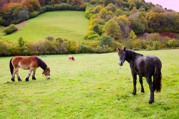 スペインのピレネー牧草地で放牧する馬と牛