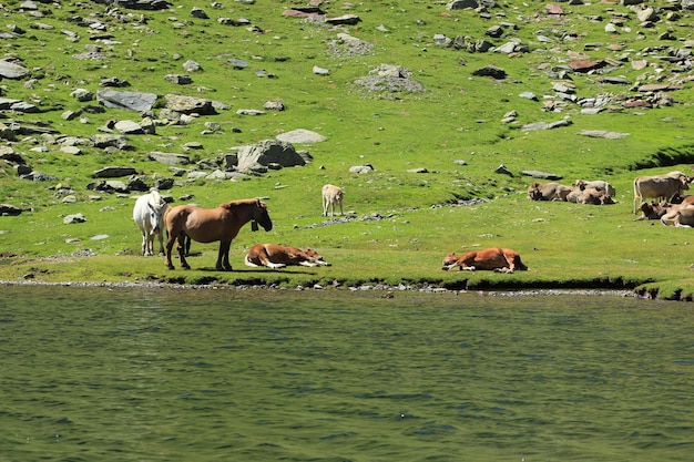海抜 2,034 メートルのエスタニー デル ポートで馬と牛が自由に走り回っています。