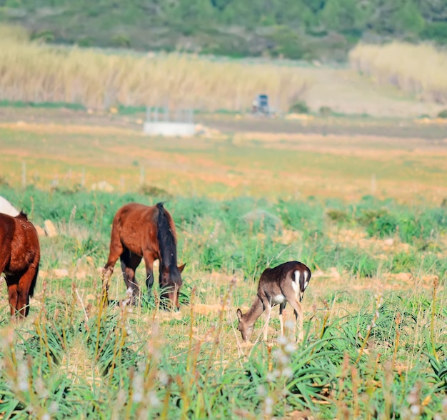 Horses and deer grazing on a sunny day