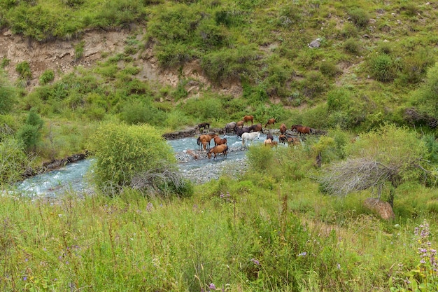 Horses drink water from mountain river