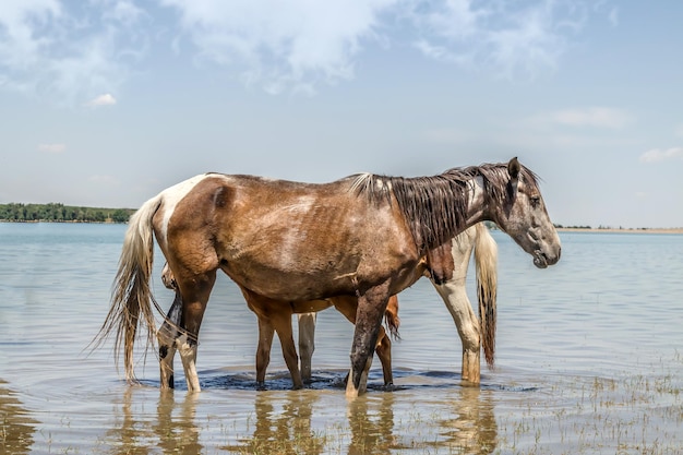 Horses drink water while standing in the river escape from the heat