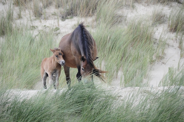 Photo horses in the dunes