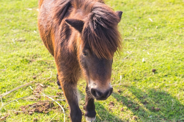 Photo horses dwarfs