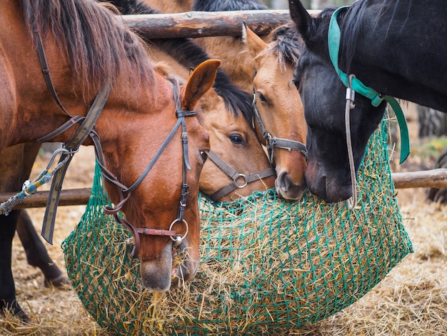 Horses eat hay from a mesh feeder