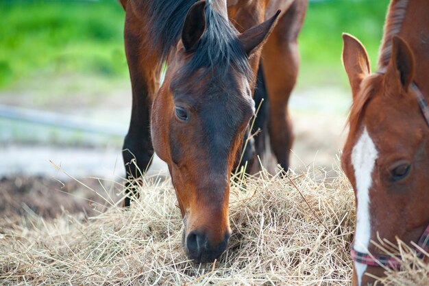 Horses eating dry grass