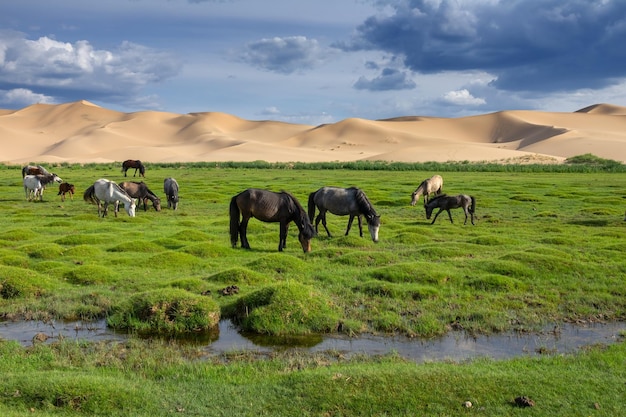 Horses eating grass in Gobi Desert