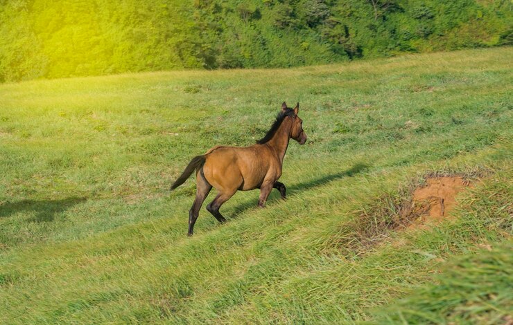 丘の上で草を食べる馬、緑の野原で草を食べる小さな馬、草を食べる概念の馬