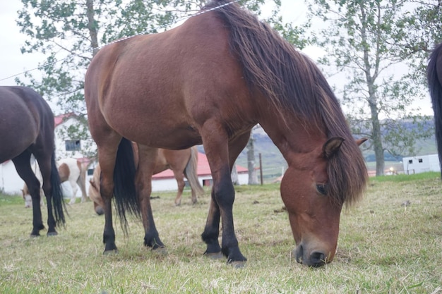 Horses eating grass on pasture