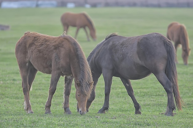 horses on the farm, animals in the field, nature of the horse