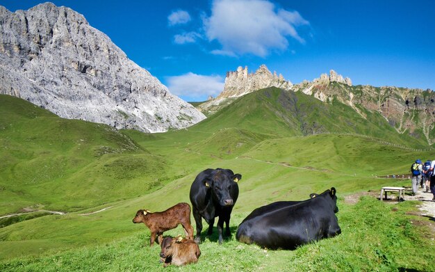 Horses in a farm