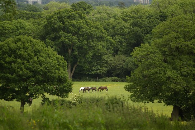 Horses in a farm