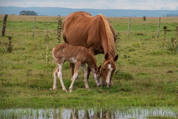 Horses in a Farm