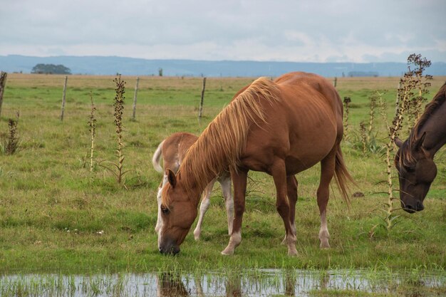 Horses in a Farm