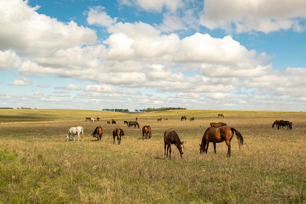 Horses in a farm