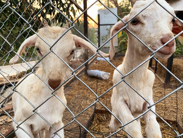 Foto cavalli in una recinzione