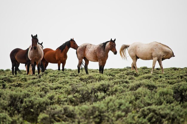 Photo horses on field against clear sky