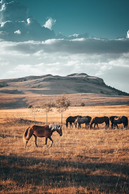 Horses on field against cloudy sky