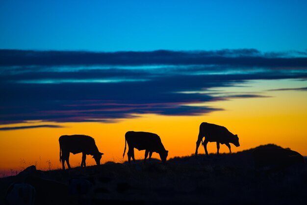 Horses on field against sky during sunset