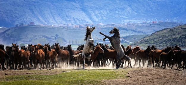 Foto cavalli sul campo contro il cielo