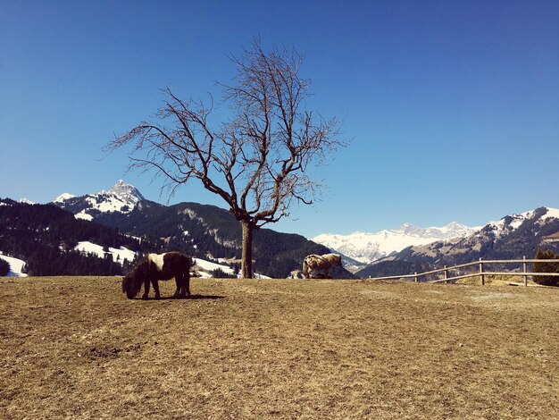 Horses on field against sky